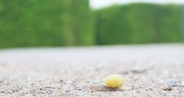 A snail is slowly crawling along a gravel country road. Wild nature.