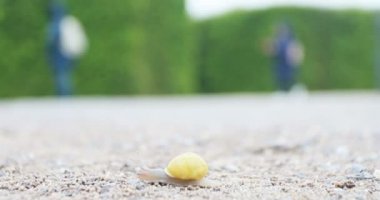 A snail is slowly crawling along a gravel country road. Wild nature.