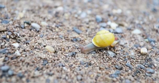 Snail Slowly Crawling Gravel Country Road Wild Nature — Stok video