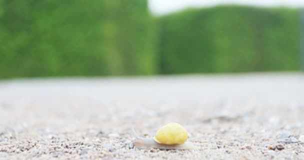 Langsam Kriecht Eine Schnecke Über Eine Geschotterte Landstraße Wilde Natur — Stockvideo