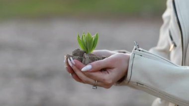 Güzel gün batımı ışığı olan bir fidanı tutan eller, yeni büyüme kavramı ve sürdürülebilir tarım, çevre sağlığı, toprak anayla ilgilenmek.