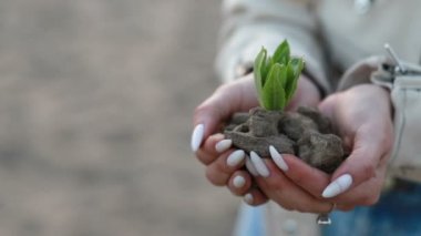 Güzel gün batımı ışığı olan bir fidanı tutan eller, yeni büyüme kavramı ve sürdürülebilir tarım, çevre sağlığı, toprak anayla ilgilenmek.
