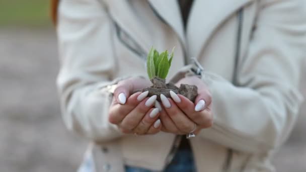 美しい夕日の光で植物の苗木を保持する手 新しい成長と持続可能な農業の概念 環境衛生 母なる地球への配慮 — ストック動画