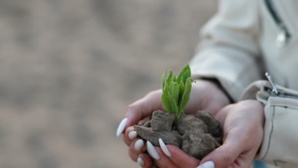 Manos Sosteniendo Una Planta Arbolada Con Hermosa Luz Del Atardecer — Vídeos de Stock