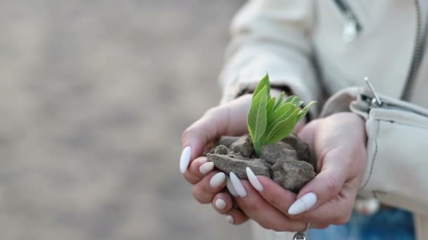 Mains Tenant Une Plante Plantant Avec Une Belle Lumière Coucher — Video