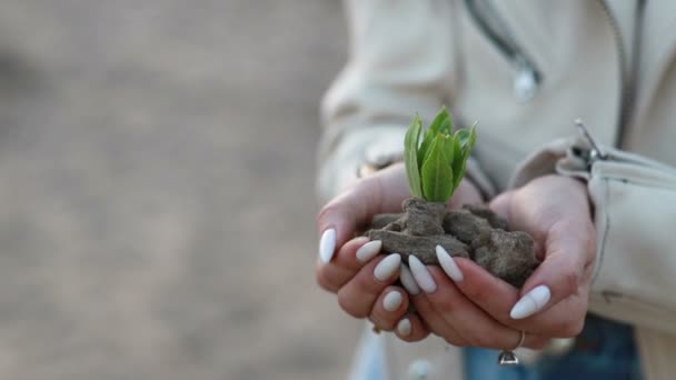 Mains Tenant Une Plante Plantant Avec Une Belle Lumière Coucher — Video