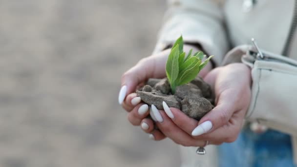 Manos Sosteniendo Una Planta Arbolada Con Hermosa Luz Del Atardecer — Vídeo de stock