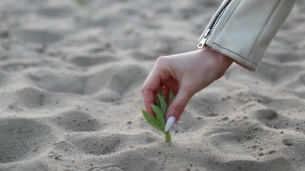 プランテーション 女性の手植えはスローモーションで撮影されました 有機農業と春の園芸の概念 — ストック動画