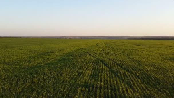 Zonsondergang Boven Landbouwhongersnood Luchtfotografie Landschap Groene Weide Geploegd Zwart Veld — Stockvideo