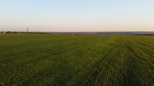 Solnedgång Över Jordbruksmark Flygfoto Landsbygd Grön Äng Och Plöjd Svart — Stockvideo