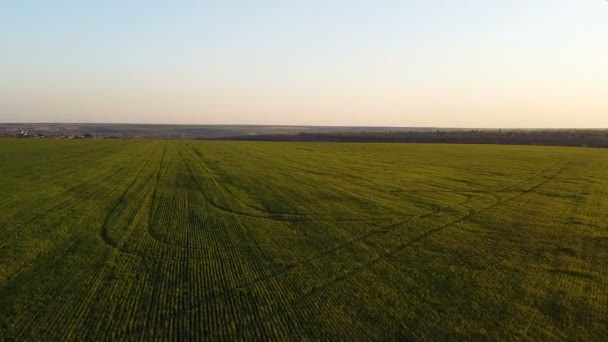 Naplemente Mezőgazdaságban Légi Fotózás Vidék Zöld Rét Szántott Fekete Mező — Stock videók