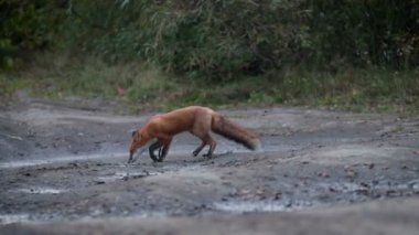 Vahşi Kızıl Tilki (Vulpes vulpes) ormanın kenarındaki bir tarlada besleniyor. Yetişkin bir Kızıl Tilki ormanda avlanıyor ve yiyecek buluyor..
