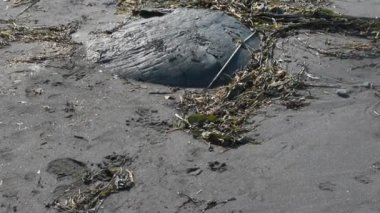 Sahilde çöp. Sahilde dalgaların hareket ettiği 4K 'lık bir çöp yığını içinde sabit bir video.