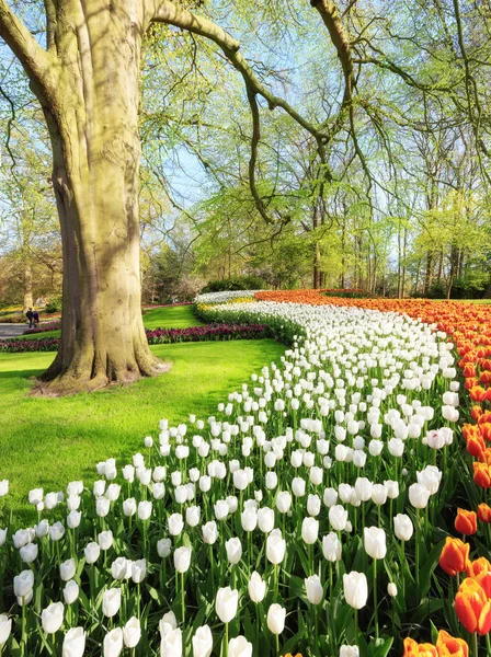 Keukenhof bahçesinde renkli Lale — Stok fotoğraf