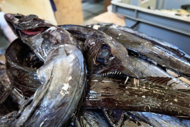 Madeira pazarının taze balık