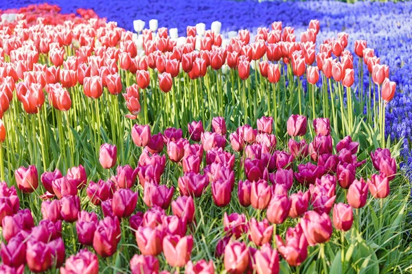 Tulipanes coloridos de Holanda — Foto de Stock