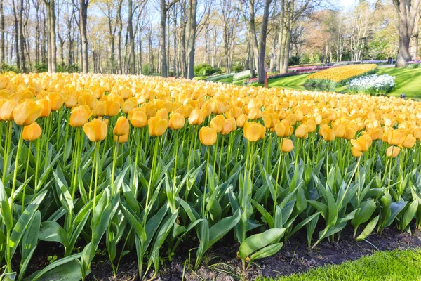 Tulipanes coloridos de Holanda — Foto de Stock