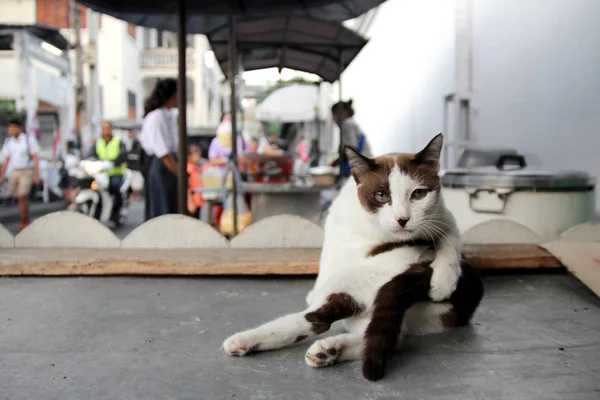 Сиамская кошка сидит на столе Лицензионные Стоковые Фото