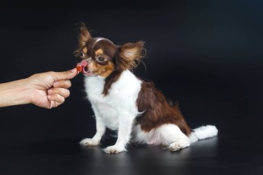 Chihuahua köpeği, köpek yavrusu yiyor, köpeği elleriyle besliyor, köpekler yiyeceklere bakıyor, köpek mamaları bulanık, bulanık....