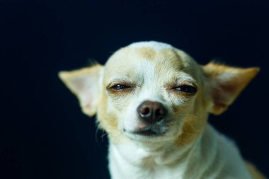 Sevilen bir köpeğin yüzüne yakından bak, güzel gözler, bulanık, yumuşak odaklı, seçilmiş odaklı, sığ alan derinliği.