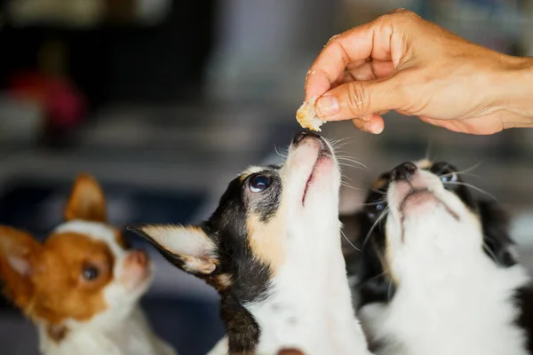 chihuahua dog,puppy is eating,Feeding the dog by hand,Dogs look at food,Dog food on had,blur,Soft focus.