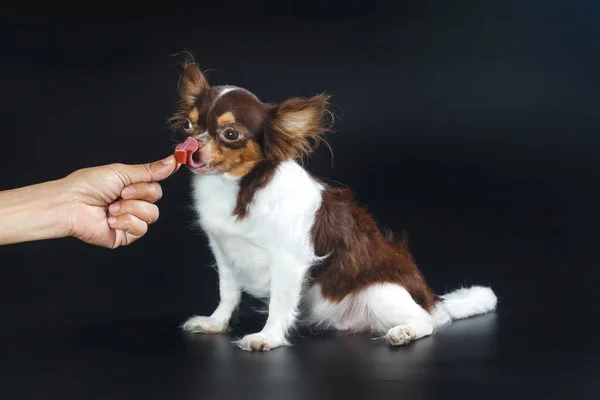 chihuahua dog,puppy is eating,Feeding the dog by hand,Dogs look at food,Dog food on had,blur,Soft focus.