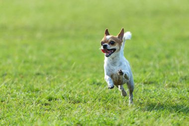 Eğlenceli köpek, tarlada eğlenen mutlu köpekler, sahada koşan Chihuahua..;