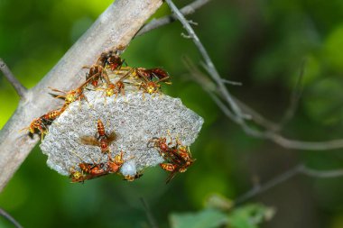 Yakın çekimler, Hymenoptera, Hornet doğal ormanda tehlikeliydi, bulanık, yumuşak odaklı, seçilmiş odaklı, sığ alan derinliği.