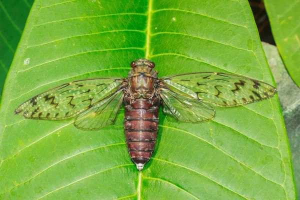 Close Ups Cicada Molt Árvore Floresta Natural Borrão Foco Suave — Fotografia de Stock