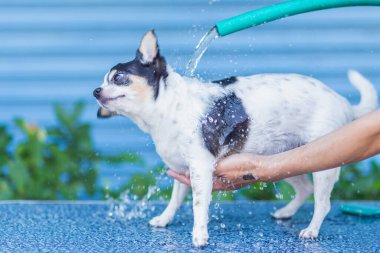 Köpeğe temizlenmesi için su dökün, sabunu ovun, köpeğe su dökün, sıcak bir günde küçük köpeği yıkayın, bulanık, odaklanın, seçilmiş odak, sığ alan derinliği.