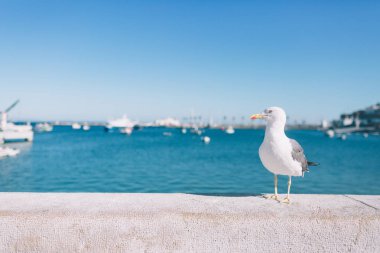 Albatros üzerinde plaj sahil, Atlantik Okyanusu