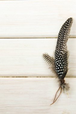 Stüdyo yayılmasına üç siyah benekli beyaz desenli ve tavuk tüyleri beyaz dokulu