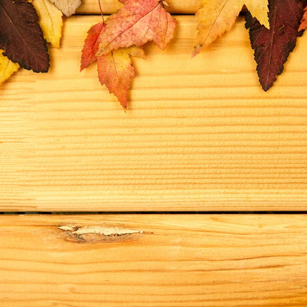 Decoración de otoño, hojas de arce seco pinnedrope con pasador de ropa, telón de fondo de madera — Foto de Stock