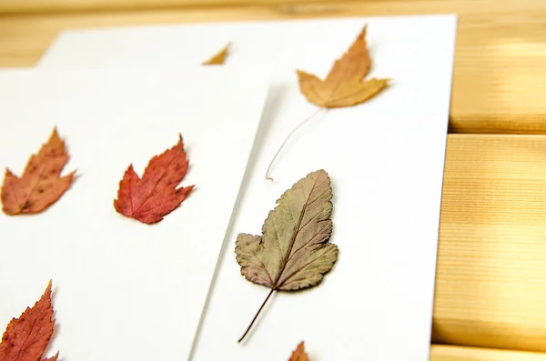 Сухой многоцветный осенний рисунок листьев белого фона — стоковое фото