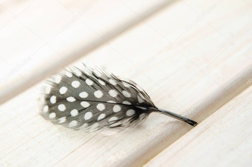 small feathers guinea fowl white background