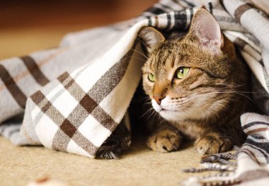 oyun oynayan tekir yetişkin kedi battaniye katta oynama