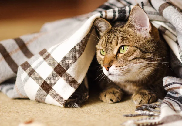 Játékos cirmos felnőtt macska játszik a padló, takaró — Stock Fotó