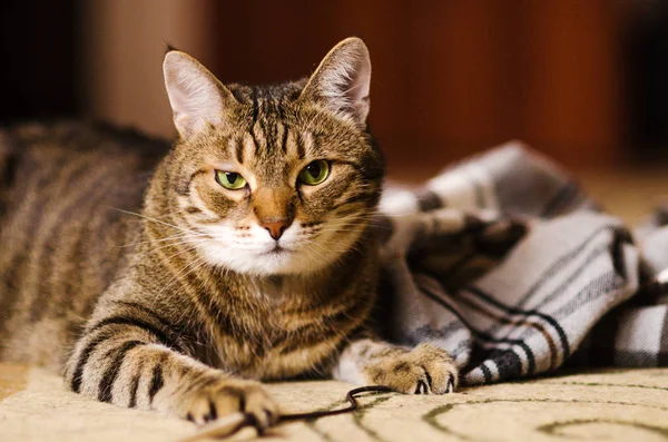 Játékos cirmos felnőtt macska játszik a padló, takaró — Stock Fotó