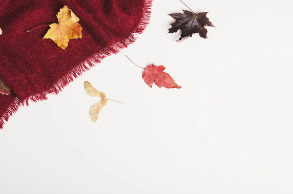 Borgoña cálida manta acogedora con hojas de arce seco sobre fondo blanco. Ropa de invierno, interior. Copiar espacio, vista superior, plano . — Foto de Stock