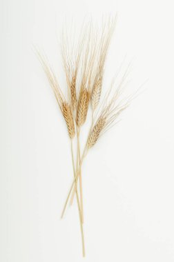 Beyaz arka plandaki kirişteki kuru mısır gevreği kulakları. Üst manzara, düz uzanma.