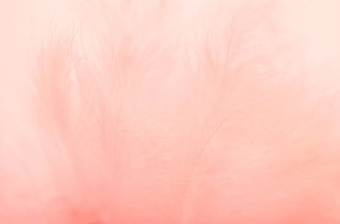 Mercan rengi tüylerin arka planı. Yumuşak odaklanma, doku.