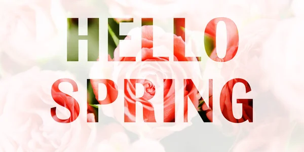 春光背景 横幅题词Hello Spring在粉红玫瑰的背景上 多次接触 加倍接触 — 图库照片