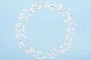 Pastel mavi arka planda beyaz kasımpatı çiçeklerinden oluşan yuvarlak bir çerçeve. Minimum bahar arkaplanı. Boşluğu kopyala, üst görünüm, düz uzanma.