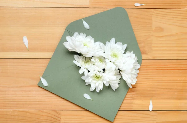 Vita Blommor Krysantemum Ett Grönt Kuvert Trä Bakgrund Gratulationspresent Ovanifrån — Stockfoto