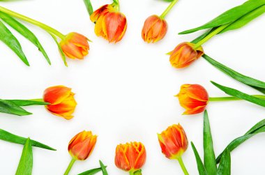 Beyaz arka planda kırmızı-turuncu lalelerin yuvarlak çerçevesi. Bahar çiçeği arkaplanı. Boşluğu kopyala, üst görünüm, düz uzanma.