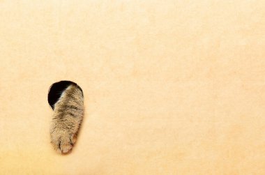 Bir kedinin pençesi kutunun dışında avlanır. Evsiz, meraklı hayvan, yırtıcı hayvan kavramı. Boşluğu kopyala