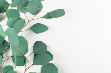 Beyaz arka planda taze yeşil okaliptüs yaprakları. Evergreen ağaç dalları ışık zemininde. Sakız ağacı dallarından yapılmış bir çerçeve. Uzayı sağ tarafa kopyala.