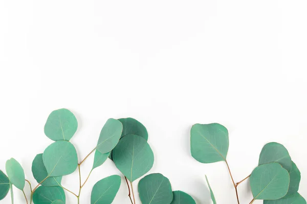 Draufsicht Auf Grüne Eukalyptusblätter Auf Weißem Hintergrund Rahmen Aus Immergrünen — Stockfoto