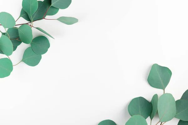 Yeşil Okaliptüs Yapraklı Çerçevenin Üst Görüntüsü Beyaz Zeminde Izole Edilmiş — Stok fotoğraf
