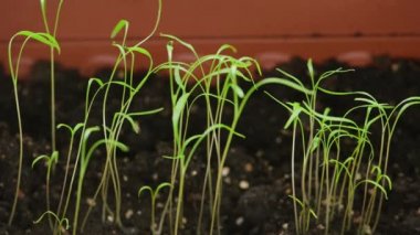 Karanlık zemin üzerinde bir ev bahçesinde küçük yeşillik filizleri. Çerçevedeki bitkilerden rüzgar ve gölge, evdeki küçük bahçe. Mevsimlik çeşnili makro.